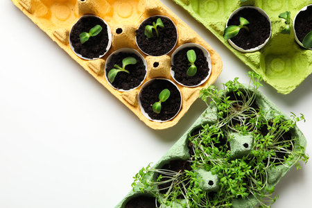 Growing plants in egg box, space for textの写真素材