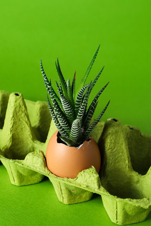 Plant growing in egg shell in egg box on green backgroundの写真素材