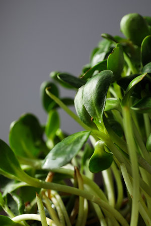 Sprouts of growing plant, close up and selective focusの写真素材