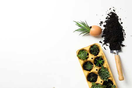 Growing plants in egg box, space for textの写真素材