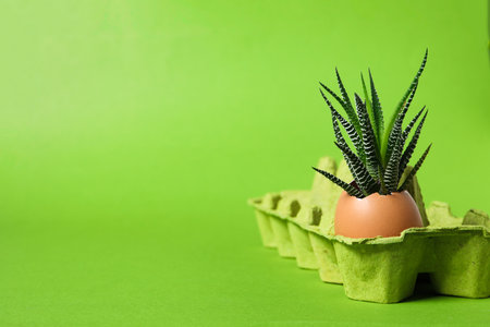 Growing plants in egg box, space for text