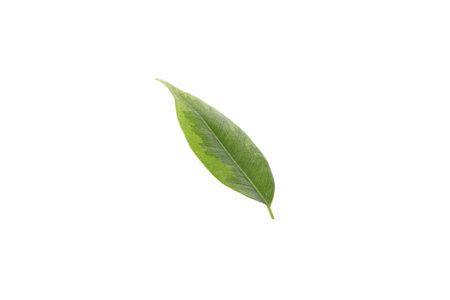 Concept of nature, leaf, isolated on white backgroundの写真素材