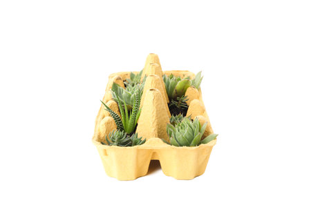 Growing plants in egg box, isolated on white background