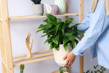 Cozy hobby - growing indoor plants at homeの写真素材