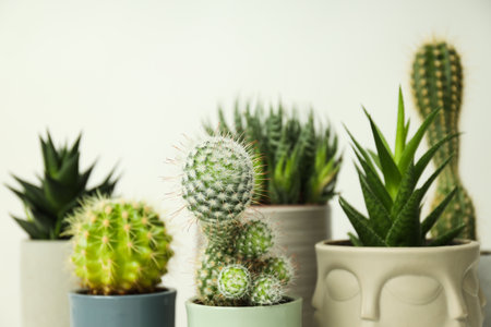 Cozy hobby growing house or indoor plants - cactusの写真素材