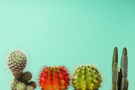 Cozy hobby growing house or indoor plants - cactusの写真素材