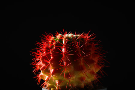 Cozy hobby growing house or indoor plants - cactus