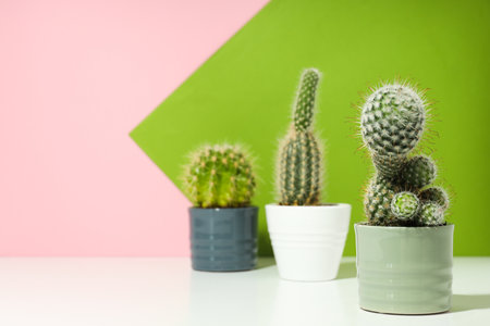 Cozy hobby growing house or indoor plants - cactusの写真素材
