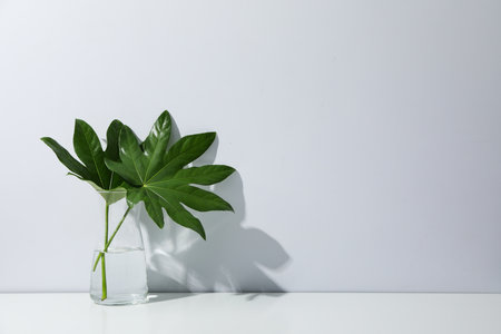 Concept of summertime, leaves, summer and nature conceptの写真素材