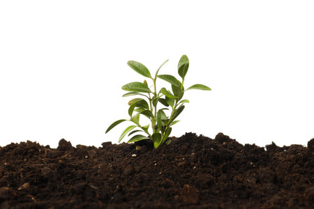 Earth Day, Environment and Eco concept, isolated on white backgroundの写真素材