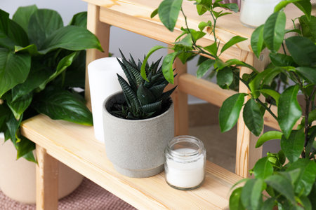 Cozy hobby - growing indoor plants at homeの写真素材