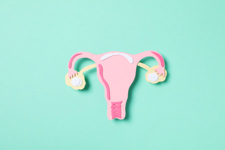 Women's health and women's healthcare concept with uterusの写真素材