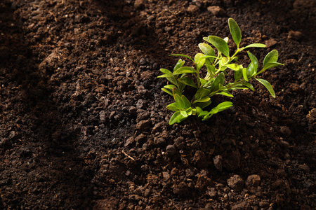 Earth Day, Environment and Eco concept, space for textの写真素材