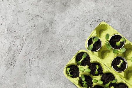 Growing plants in egg box, space for text