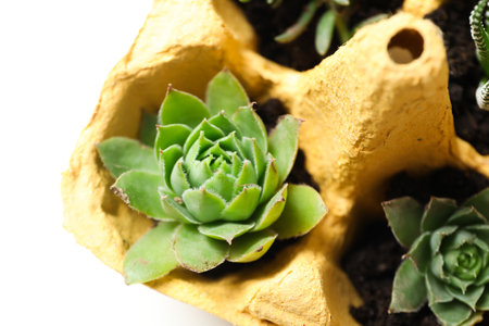 Growing plants in egg box, creative way to grow plantsの写真素材