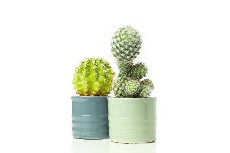 Cozy hobby - growing house plants, cactus, isolated on white backgroundの写真素材