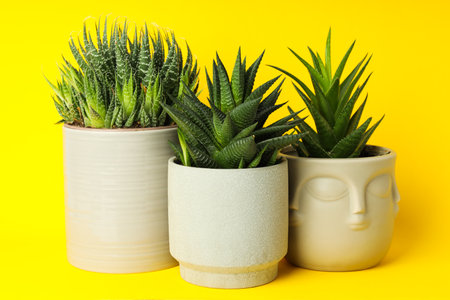 Cozy hobby growing house or indoor plants - cactusの写真素材