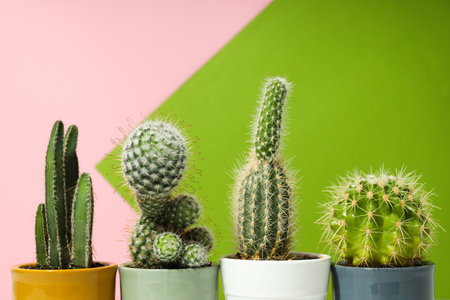 Cozy hobby growing house or indoor plants - cactusの写真素材