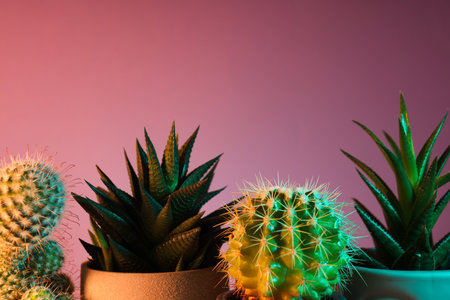 Cozy hobby growing house or indoor plants - cactusの写真素材
