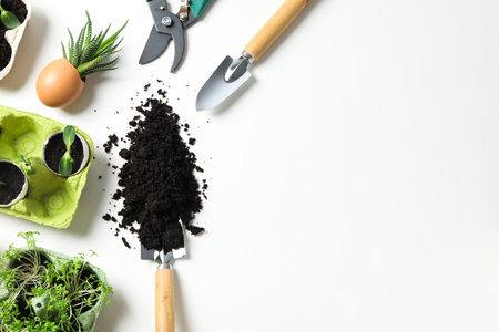 Growing plants in egg box, space for textの写真素材