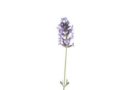 Concept of cozy with flowers, lavender, isolated on white backgroundの写真素材