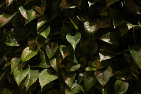 Green leaves of plant, cozy plant interior in supermarket