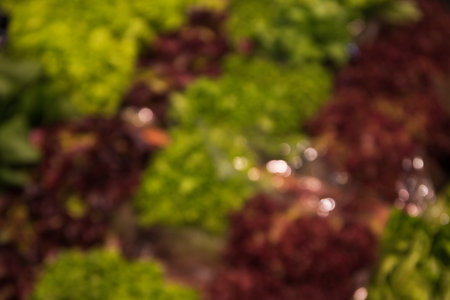 Blurred photo of salad in supermarket, photo for your advertisingの写真素材