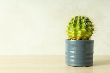 Cozy hobby growing house or indoor plants - cactusの写真素材