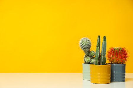 Cozy hobby growing house or indoor plants - cactusの写真素材