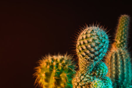 Cozy hobby growing house or indoor plants - cactusの写真素材
