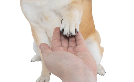 Female hand with dog paw isolated on white background, PNGの写真素材