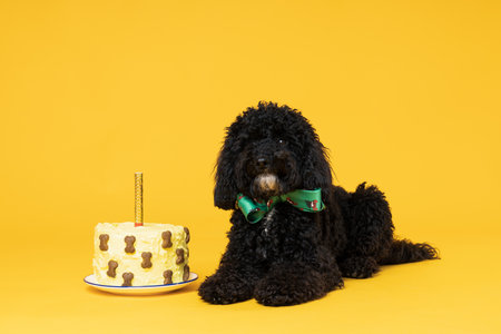 Black Toy poodle dog on yellow background, Dog Birthday