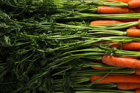 Fresh carrot on whole background, concept of harvest