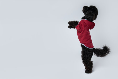 Black Toy Poodle dog on white backgroundの写真素材