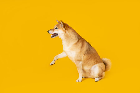 Shiba Inu cute dog on yellow backgroundの写真素材
