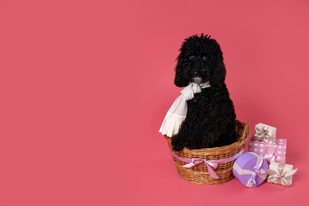 Black Toy poodle dog on pink background, Dog Birthdayの写真素材