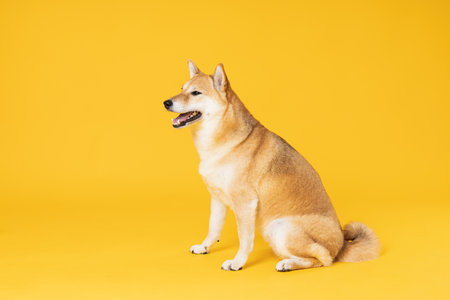 Shiba Inu cute dog on yellow backgroundの写真素材