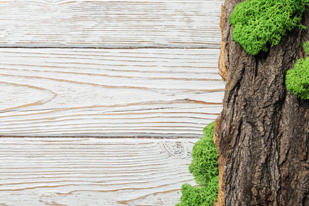 Moss, space for text, concept of different backgroundsの写真素材