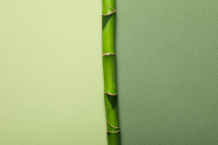 Concept of tropical and summer plant - bambooの写真素材