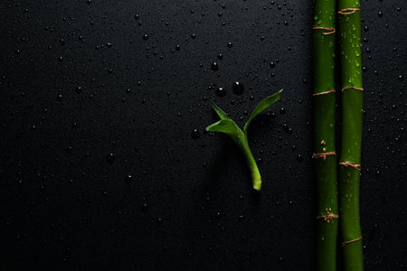 Concept of tropical and summer plant - bambooの写真素材