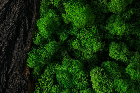 Moss, different backgrounds for nature concept, moss and wood, moss and stonesの写真素材