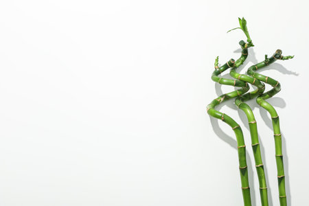 Concept of tropical and summer plant - bambooの写真素材