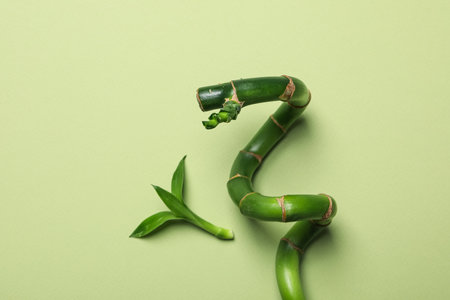 Concept of tropical and summer plant - bamboo