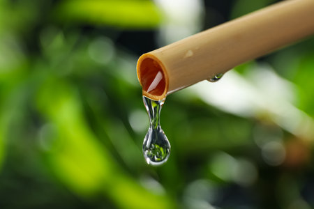 Concept of tropical and summer plant - bambooの写真素材