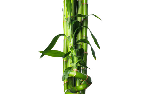 PNG, Concept of plant - bamboo, isolated on white backgroundの写真素材