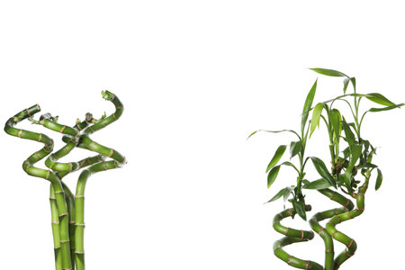 PNG, Concept of plant - bamboo, isolated on white backgroundの写真素材
