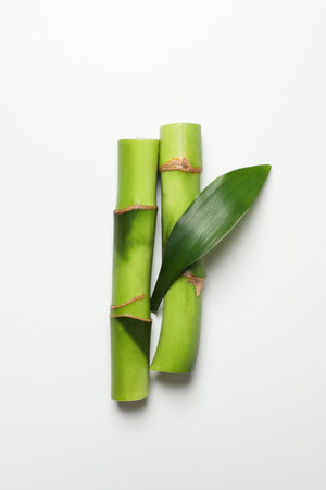 Concept of plant - bamboo on white backgroundの写真素材