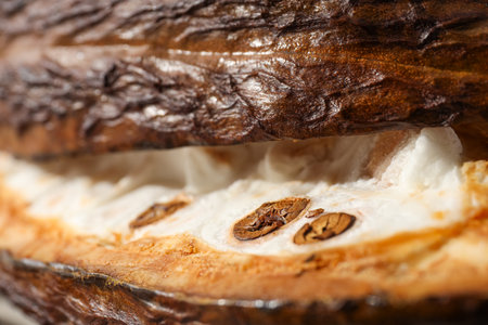 Concept of fresh and aromatic food - cacao beansの写真素材