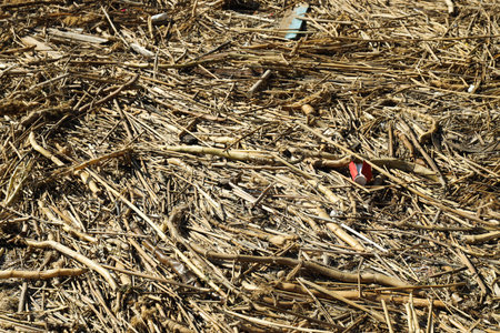 Pollution of the water body with plastic waste and garbageの写真素材