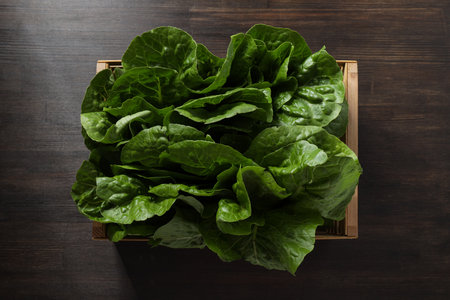 Concept of fresh and green food - lettuceの写真素材